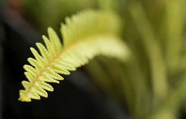 Hoja de Helecho (Pterophyta). México