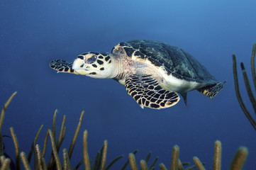Caribean underwater life
