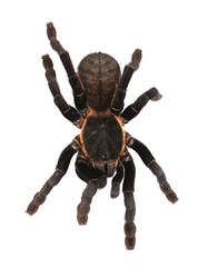 tarantula