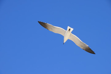 Seagull flying