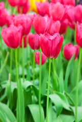 Colorful tulips in spring