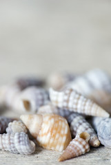 Muscheln Nahaufnahme