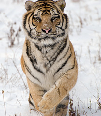 Siberian Tiger