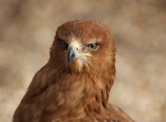 Portrait of a Tawny Eagle