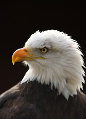 Portrait of a Bald Eagle