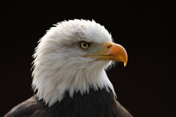 Portrait of a Bald Eagle