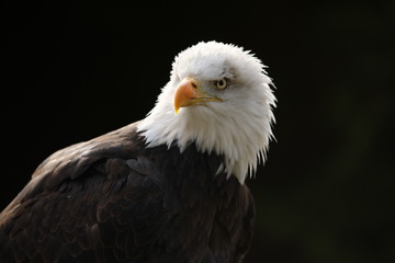 Portrait of a Bald Eagle