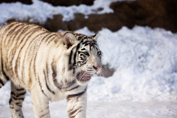 White tiger