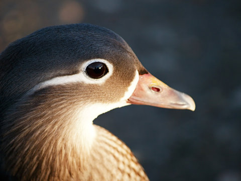 Close-up photo of a female Mandarin Duck (Aix galericulata)