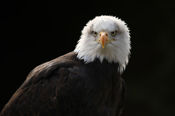 Portrait of a Bald Eagle