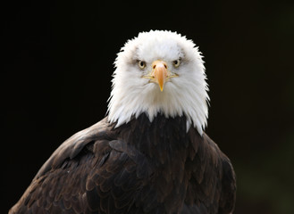 Portrait of a Bald Eagle