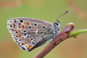 Fototapeta na wymiar Jesienny motyl z partii waterdrops na nim