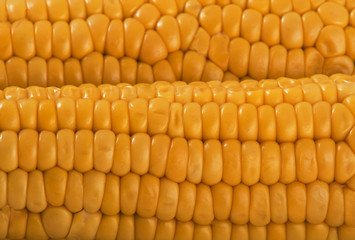 Close up of yellow maize background