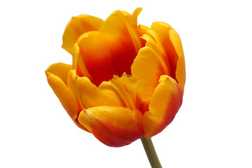 Naklejka premium Tulpe