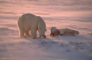 Crédence de cuisine en verre imprimé Ours polaire Ours polaires dans l& 39 Arctique canadien