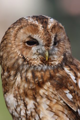 Portrait of a Tawny Owl