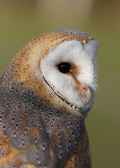 Portrait of a Barn Owl