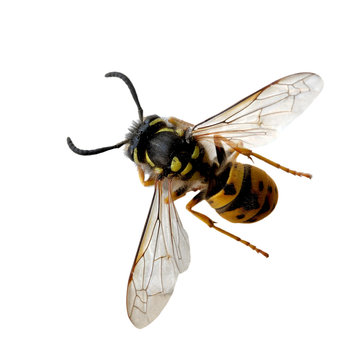 Wasp bee