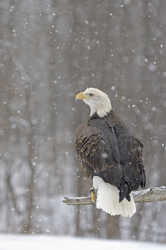 Bald eagle