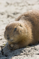Prairie dog