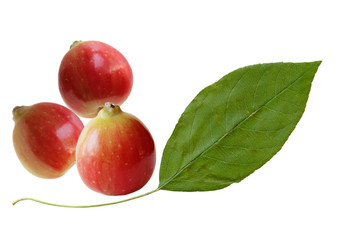 Cherry Apple