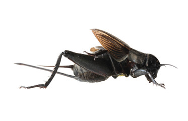 Cricket