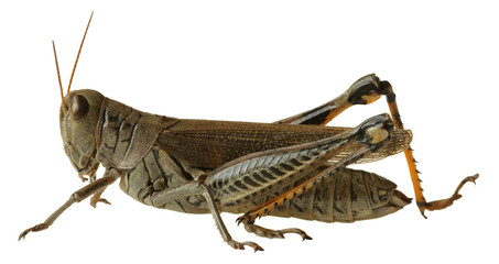 Grasshopper