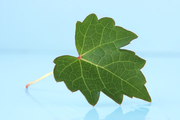 Green Leaf
