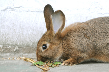Kaninchen am fressen