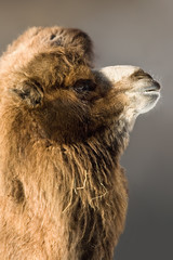 Camel (Camelus dromedarius).