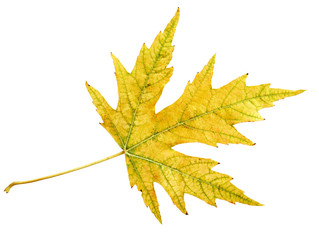 Maple Leaf