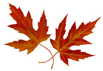 Red Maple Leaves