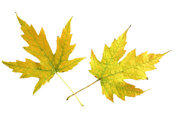 Two Mapple Leaves