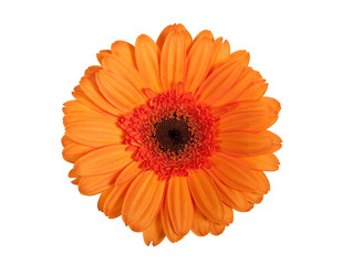 orange flower
