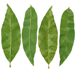 Obraz premium Peach Leaves