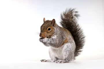 Foto auf Glas Squirrel with a nut © Irina K.