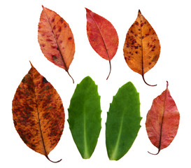 Leaf collection