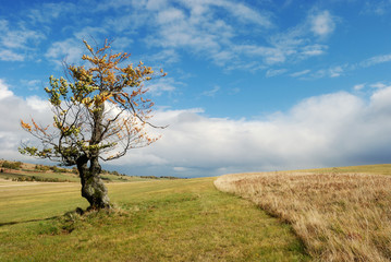 Fototapeta premium Herbstlandschaft