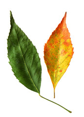 Green and yellow Leaves