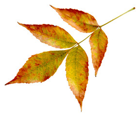 Leaves
