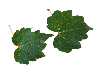 Fototapeta premium Two Leaves