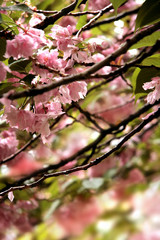 Cherry Blossom detail flower