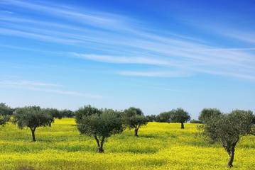 Olives tree in a field of yellow flowers.