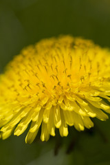 A colorful dandilion with a narrow depth of focus.