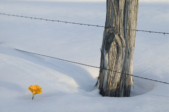 Flower Growing Through Inches Of Snow