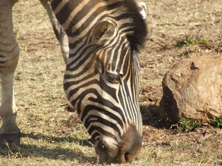 Grazing Zebra