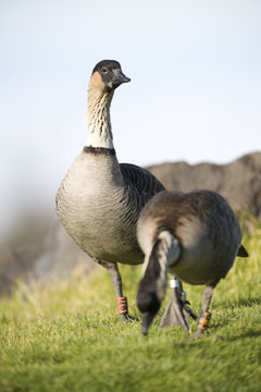 A pair of endangered Hawaiian Geese (Nene)