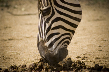 zebra sniffing poo