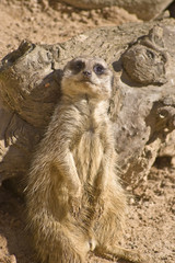 Meerkat posing