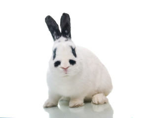 rabbit with raised ear isolated